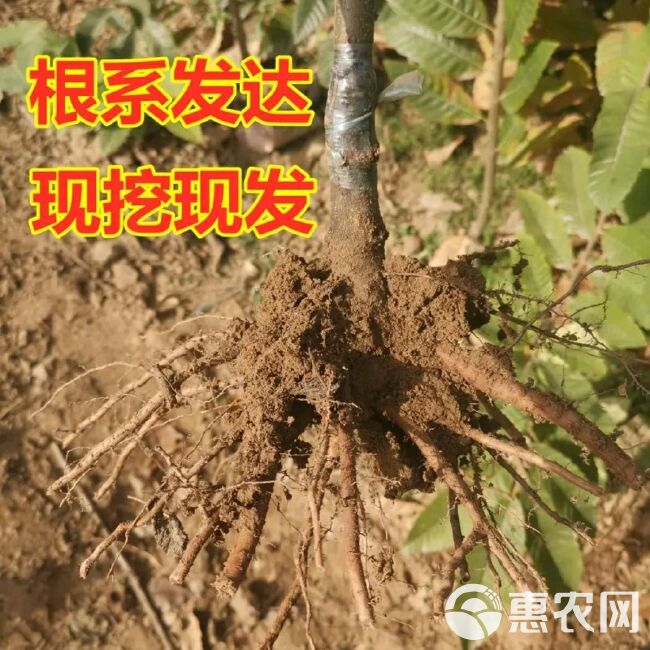  锥栗苗，品种保证量大优惠南北方均可种植