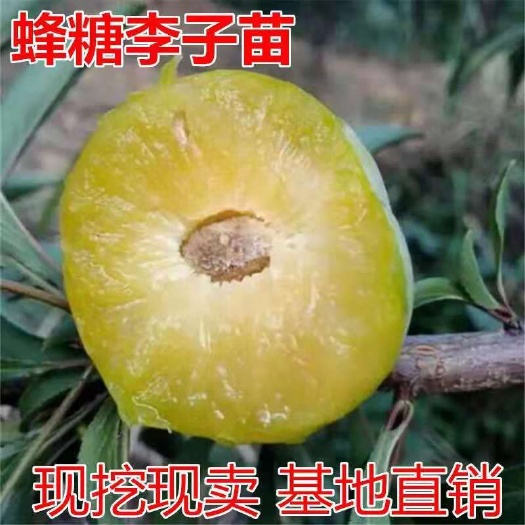 平邑县蜂糖李树苗  蜂糖李子树苗嫁接苗南方北方种植特大四川脱骨李盆