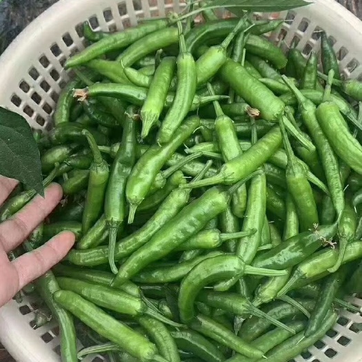 湘阴县樟树港辣椒 纯有机肥种植