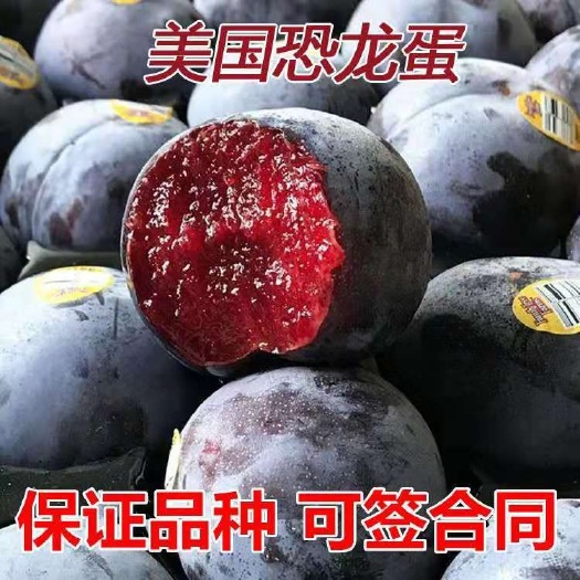 平邑县恐龙蛋李子苗  美国恐龙蛋 红心李子树苗 血丝李新品种嫁接苗