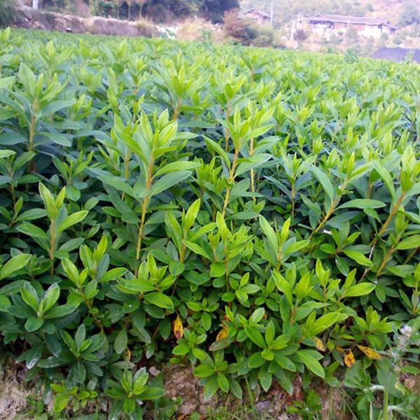  毛杜鹃小苗价格，湖北色块毛鹃小苗批发