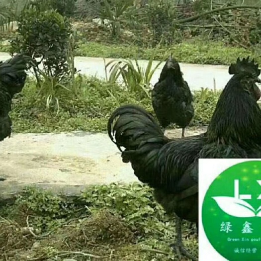 广州五黑鸡苗 黑五母苗，纯正苗源，成活率高，饲养周期短，价格实惠欢迎洽谈！