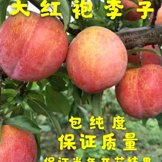 平邑县 大红袍李子苗，基地直供，现挖发货，品种保证，量大优惠