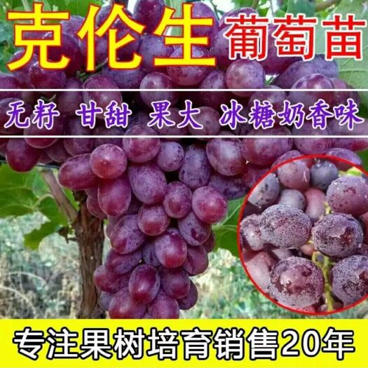 平邑县 克伦生葡萄苗，基地直供，现挖发货，品种保证，