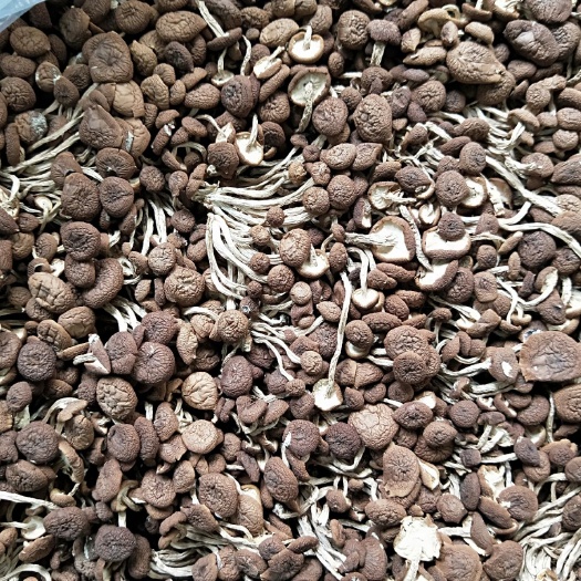 和平县广昌5号茶树菇 4~6cm 已开伞 干茶树菇