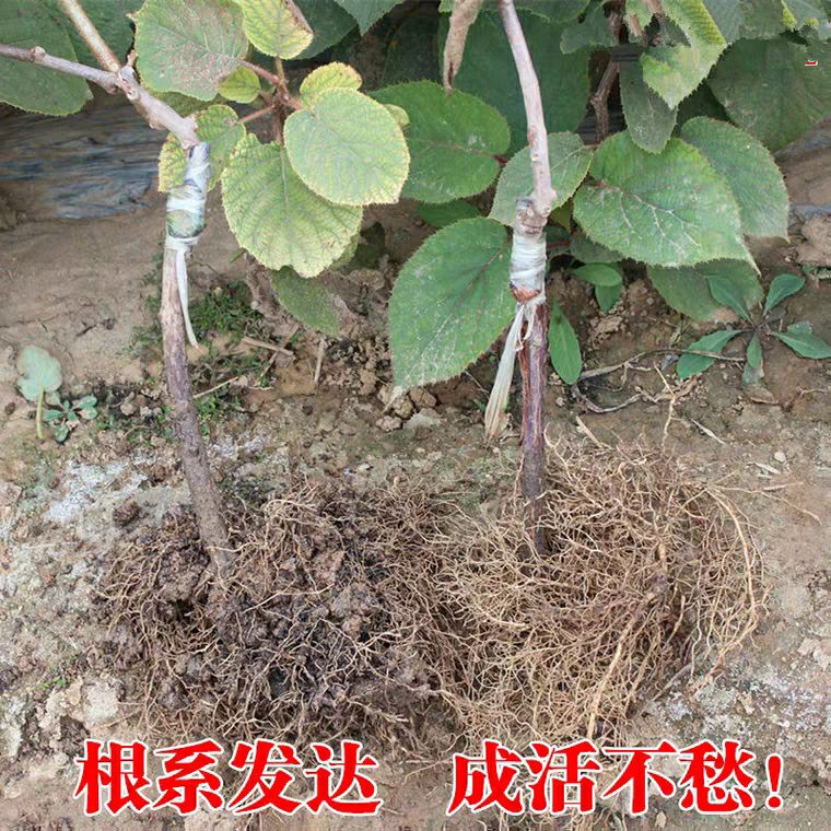  黄心猕猴桃苗，基地直供，品种保证，南北方均可种植