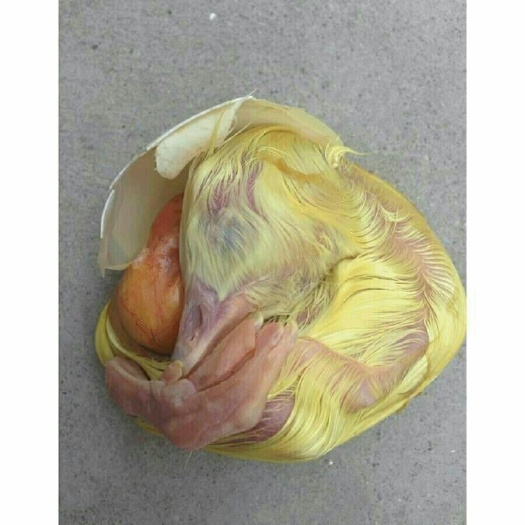 南京生鹅毛蛋鹅喜蛋胎鹅蛋毛蛋活珠子鹅胚蛋去胎毒毛鹅蛋12枚包邮