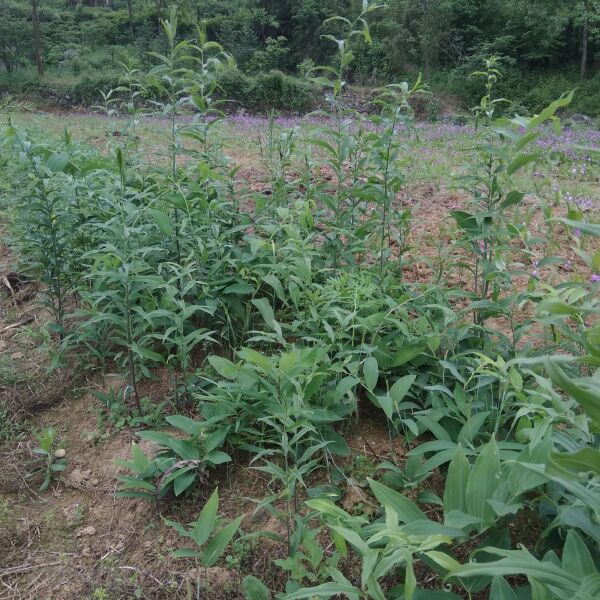 黄精种苗 黄精苗 黄精种径 芽头 存活率高