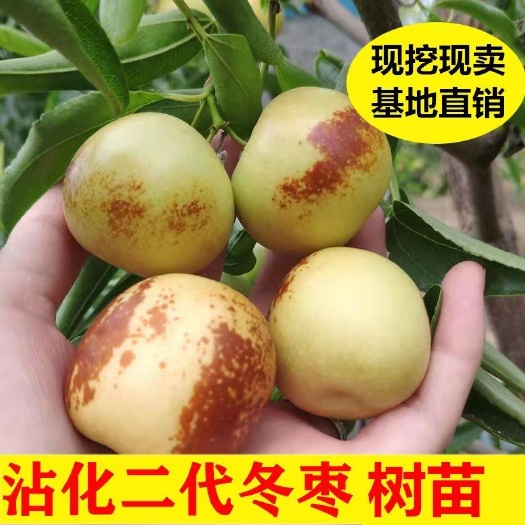 平邑县沾化冬枣二号树苗  枣树苗嫁接沾化二代冬枣树苗 当年结果沾化