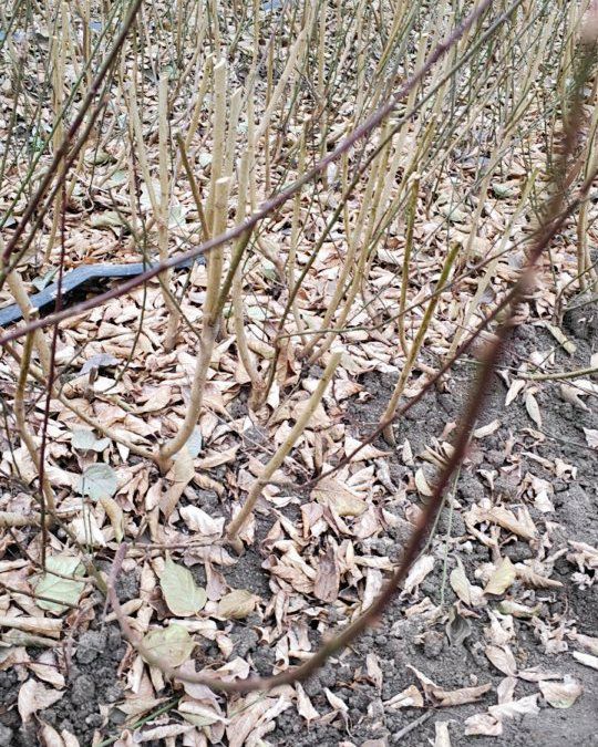 红梅  原生扦插宫粉梅小苗