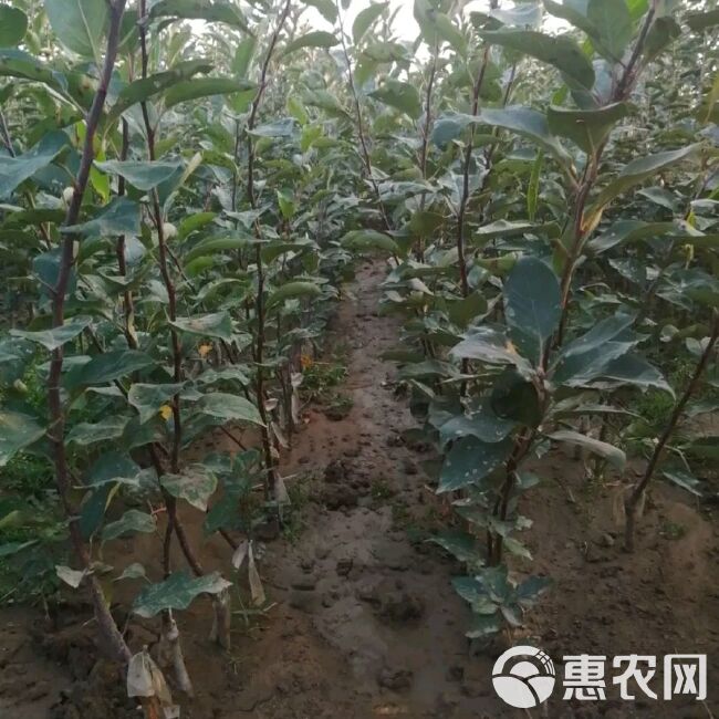 红肉苹果树苗 红肉苹果苗，自家苗圃，南北方均可种植