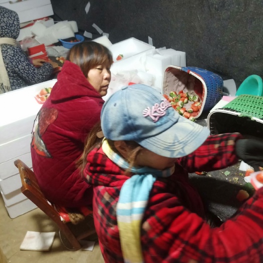邳州市 新鲜草莓产地直销包邮