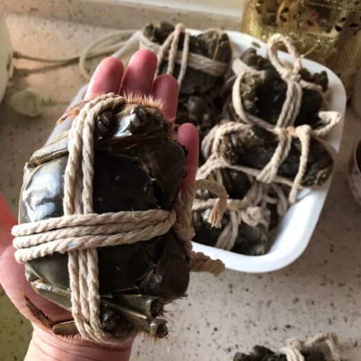 苏州 包邮苏州阳澄湖镇协会清水大闸蟹公母螃蟹 鲜活现货 礼盒装
