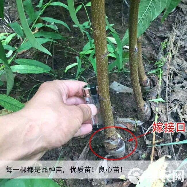  恐龙蛋李子苗，基地直供，现挖发货，品种保证，量大优惠