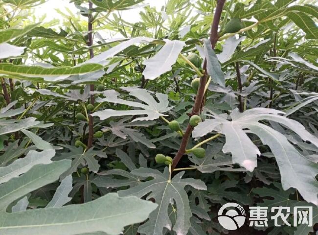 青皮无花果树苗 青皮无花果苗，基地直供，品种保证，南北方均可种植