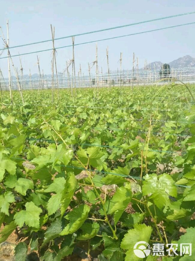  克伦生葡萄苗，基地直供，现挖发货，品种保证，