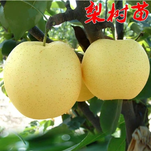 水晶梨苗  梨树苗，黄金梨，绿宝石梨，秋月梨南方北方种植