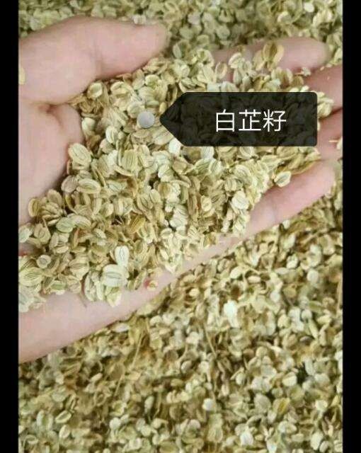 亳州国内包邮，二年生纯新白芷籽基地现货供应中