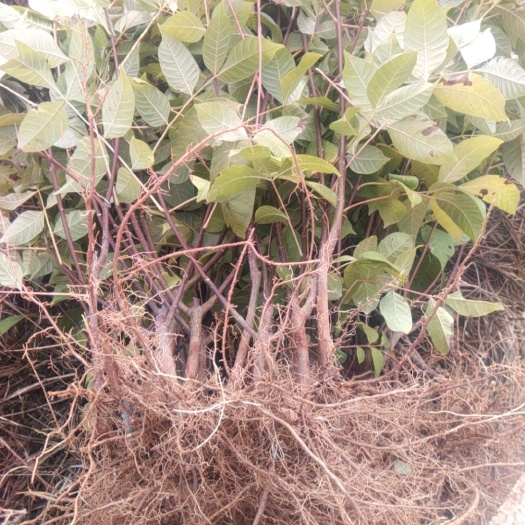 樟树市吴茱萸苗  江西中花吴茱萸扦插苗、移栽苗、自家树上的枝条，保
