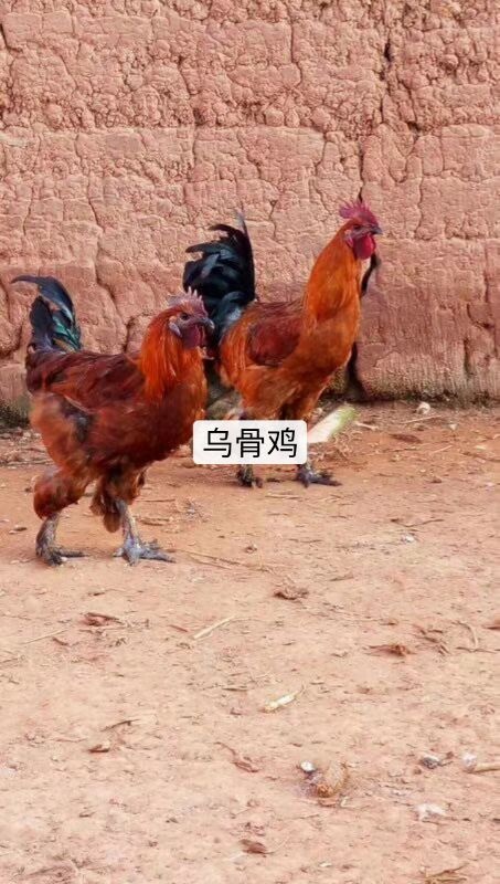 南宁乌骨鸡苗 乌骨鸡