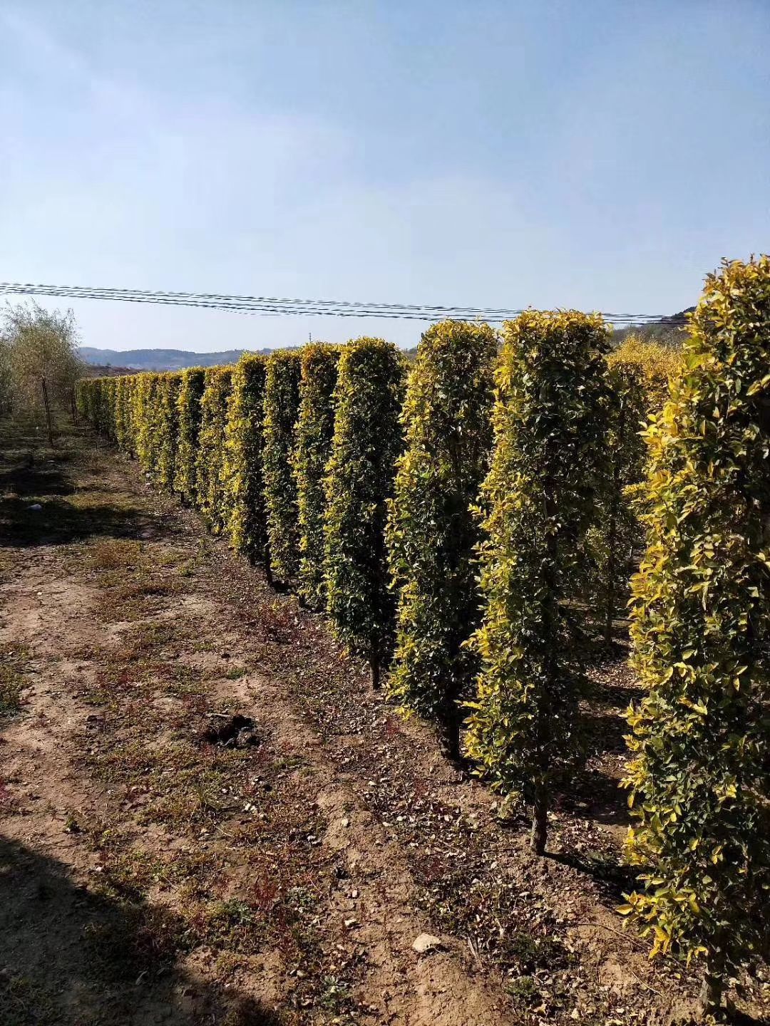 密枝红叶李球 耐寒红叶李造型树 东北彩叶苗木基地 价格合理