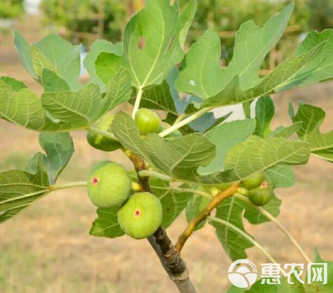 青皮无花果树苗 青皮无花果苗，基地直供，品种保证，南北方均可种植