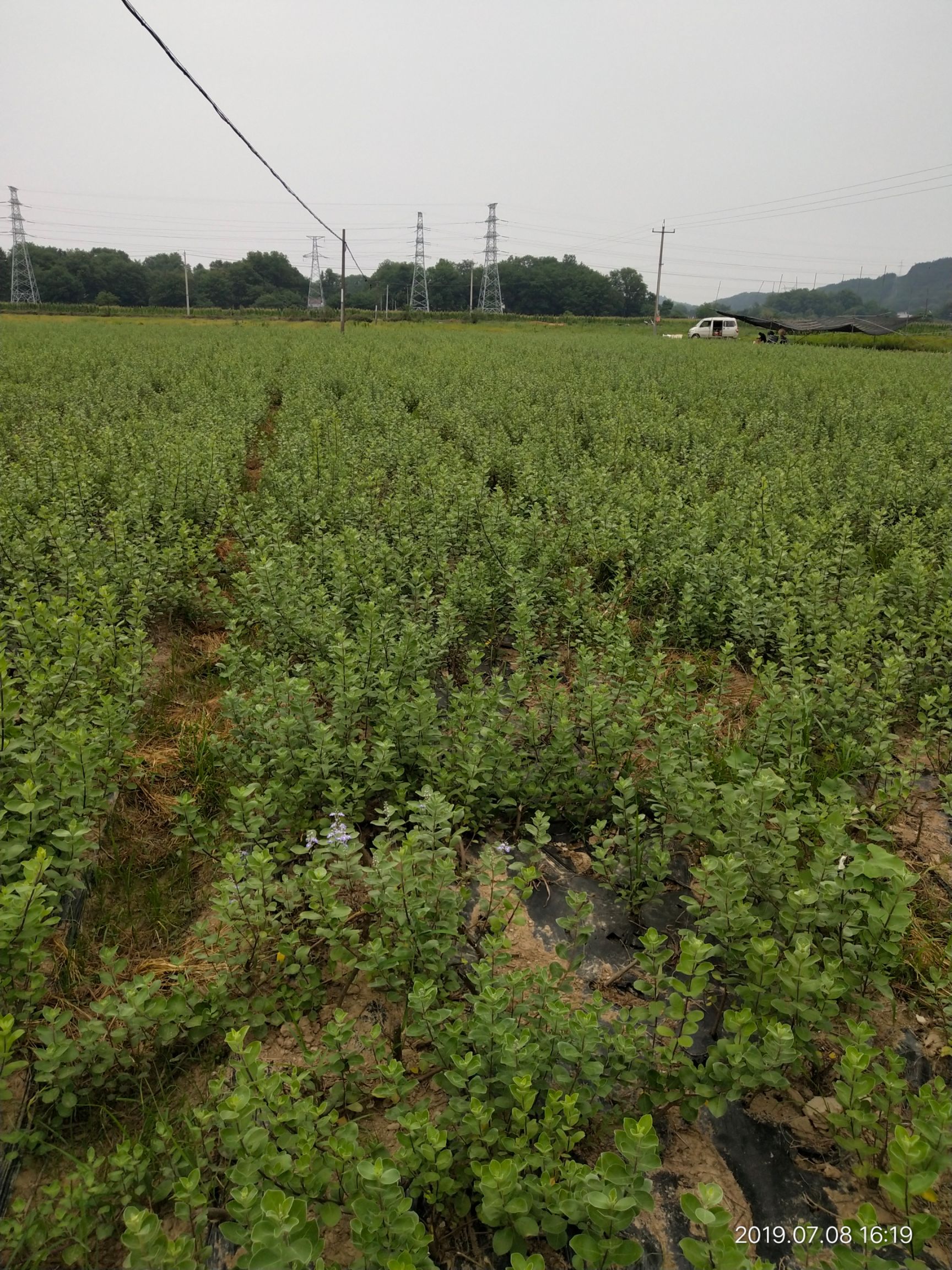 蔓荆子苗 江西单叶蔓荆子结果大苗