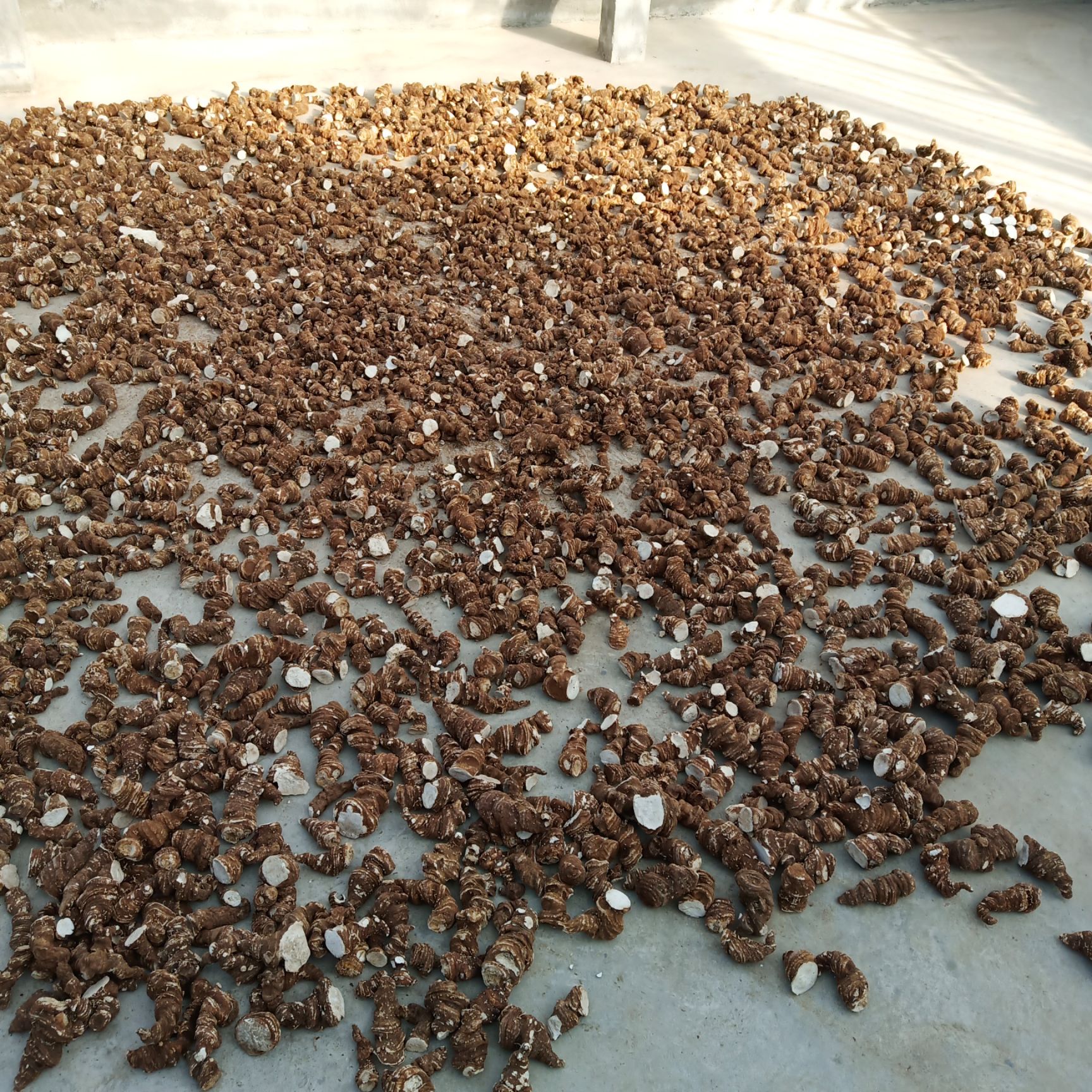  高杆滇重楼全干粉质的大个头