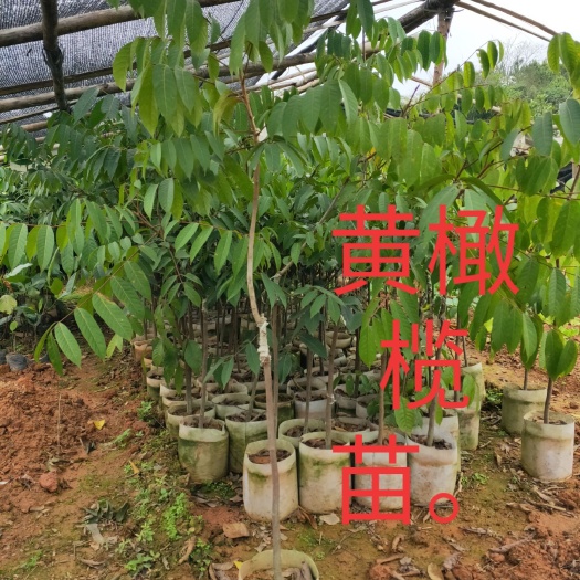 灵山县黄橄榄苗 橄榄树苗，带土球发货，分枝多，结果快