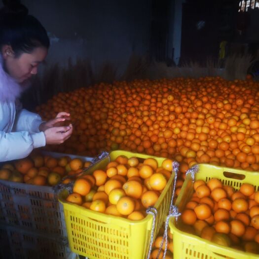 新宁县崀山脐橙 （优惠促销）崀山红心脐橙批发零售