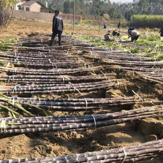 潼关县黑皮甘蔗 货已不多 还剩不到10吨 持续发货手慢无 全要价钱可谈