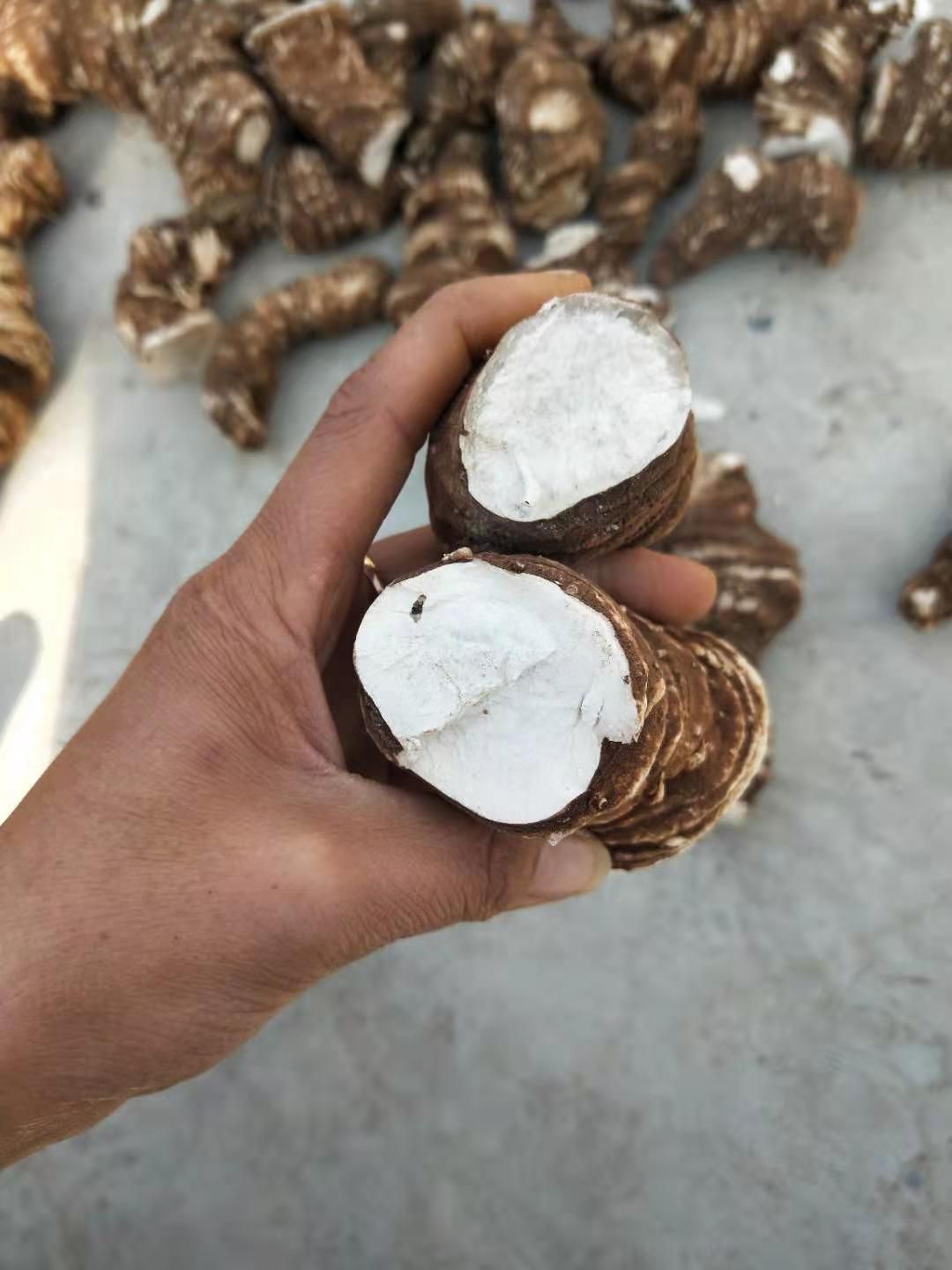  高杆滇重楼全干粉质的大个头