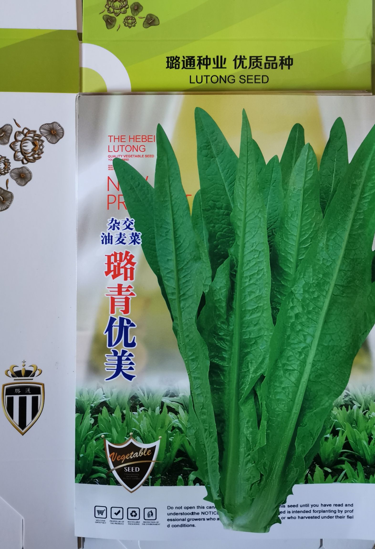 邯郸 璐青优美杂交油麦菜种子农田菜园基地易种脆嫩清香油麦籽蔬菜种