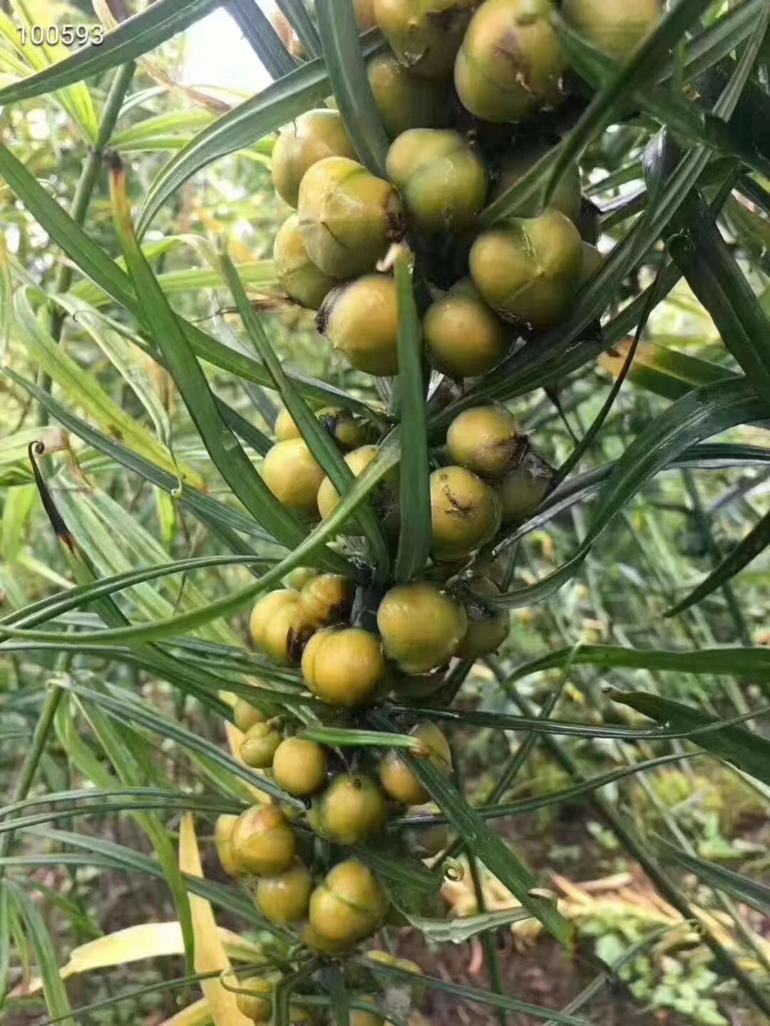 黃精種苗 滇紅花黃精