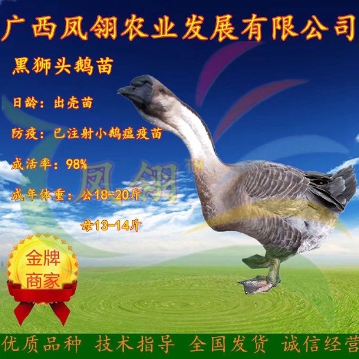 南宁杂交鹅  正宗合浦黑狮头鹅苗～大种