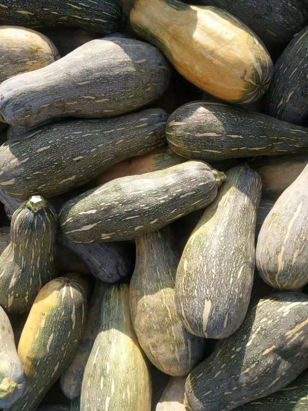 界首市 青皮南瓜