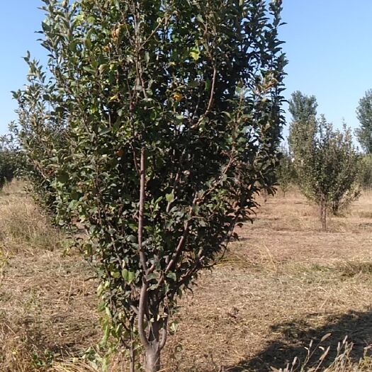 景县 黄香蕉苹果树苗，四到五年树苗，已挂果，当年挂果，树苗品质佳