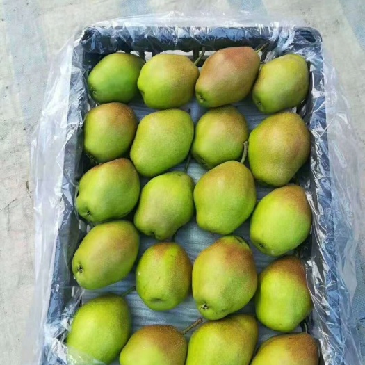 大荔县红香酥梨大量现货供应欢迎采购货源充足有货  货源充足欲购从速