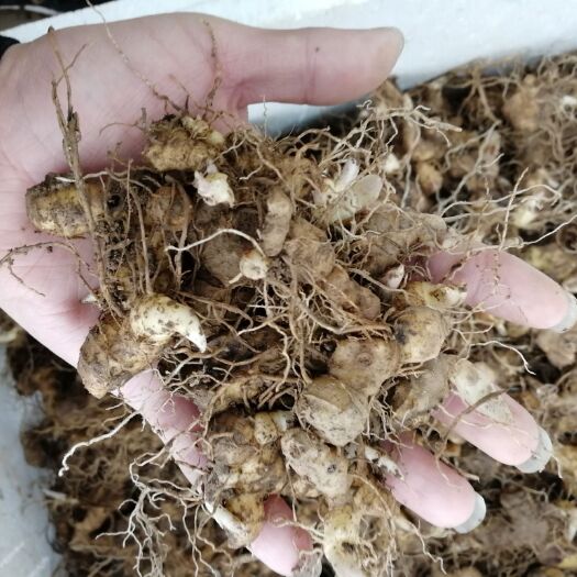 池州多花姜型倒苗黄精种苗 黄精种芽 黄精芽头