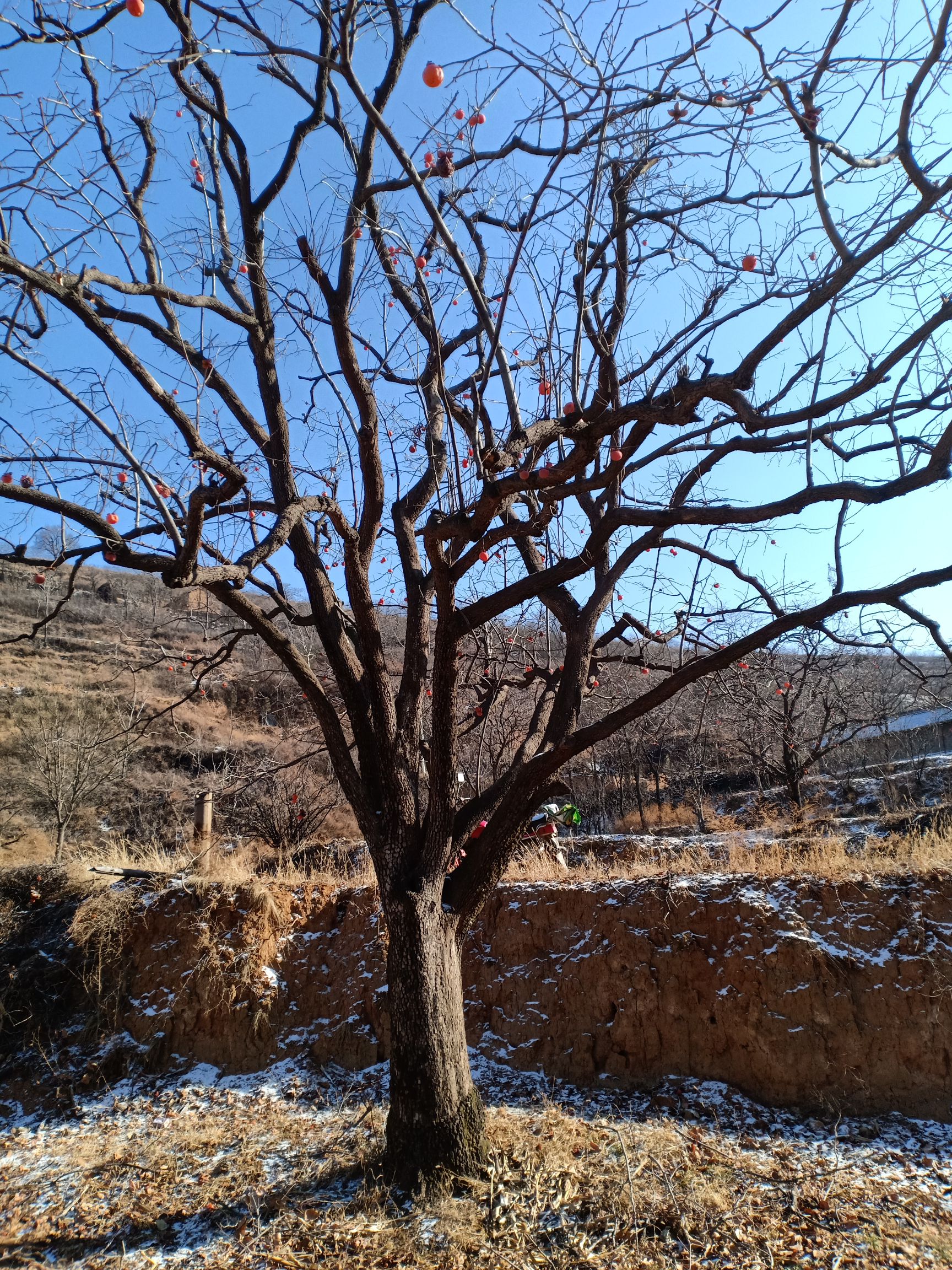 雪柿子树苗 柿子树60公分