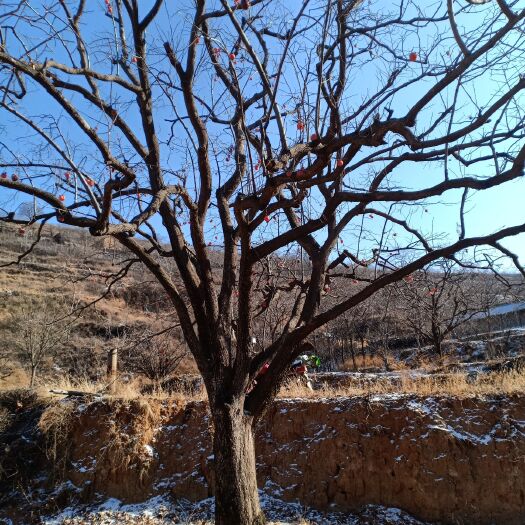 绛县雪柿子树苗 柿子树60公分