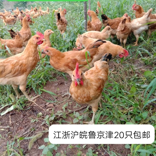 泗阳县江苏脱温土鸡苗，散养7/8两半大草鸡苗正宗农村家养土鸡