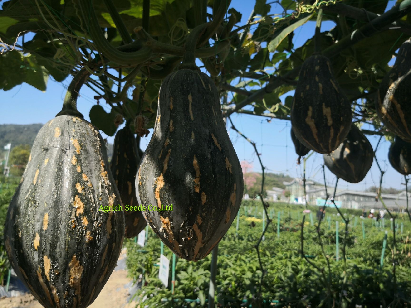 红栗南瓜种子  沙面甜有香芋味的南瓜《美玲》