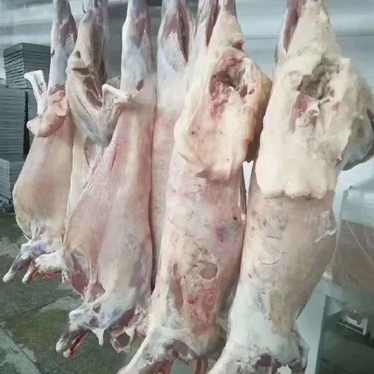 锡林浩特绵羊  羔羊白条