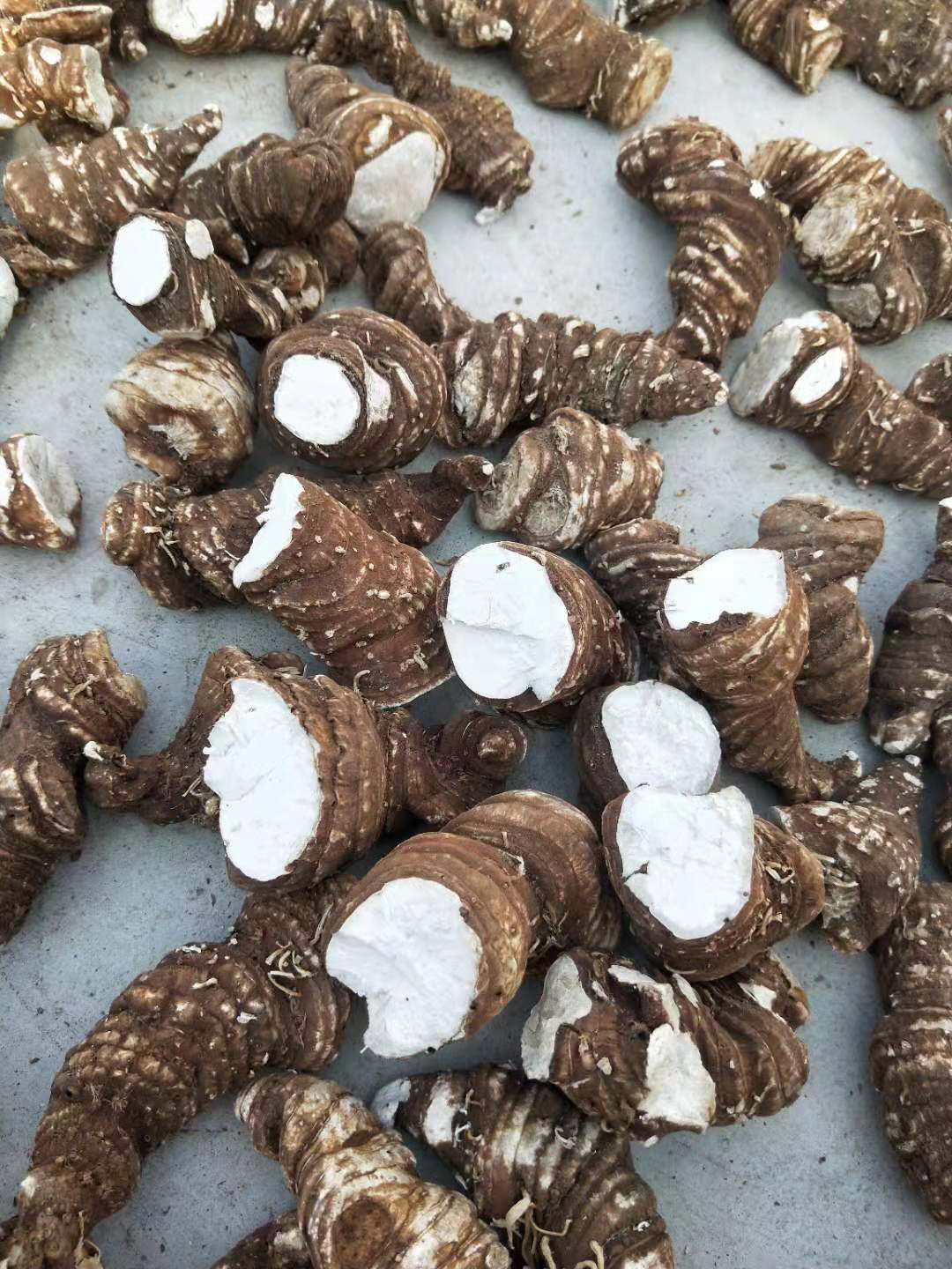  高杆滇重楼全干粉质的大个头