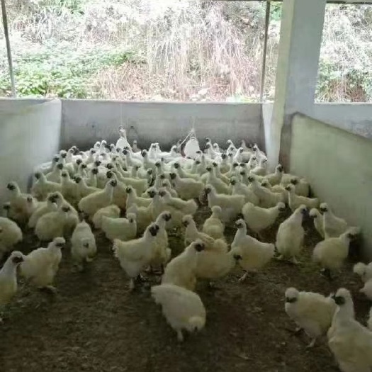 广州竹丝鸡苗 竹丝鸡，〈竹六白凤鸡〉