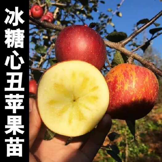 平邑县冰糖心苹果苗 冰糖心嫁接苗保湿发货基地直销现挖现发包成活包品种量大从优