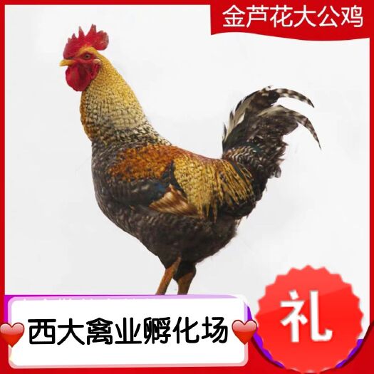 南宁芦花鸡苗，孵化场直销，包疫苗包运输成活