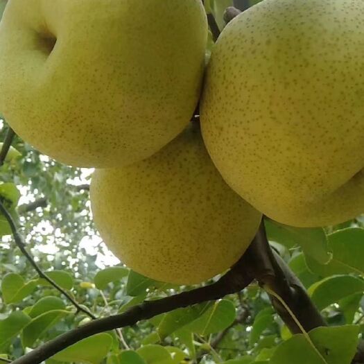 宁陵县酥梨  春天到了，梨是润肺的上佳水果，欢迎采购品质优质！