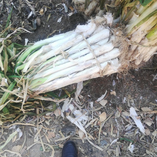 万荣县万荣长白大葱装货进行中